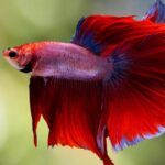 How To Care For A Happy and Healthy Galaxy Koi Betta Fish As A Pet?
